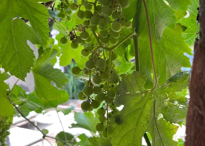 Salutbb D'hote Готель типу 